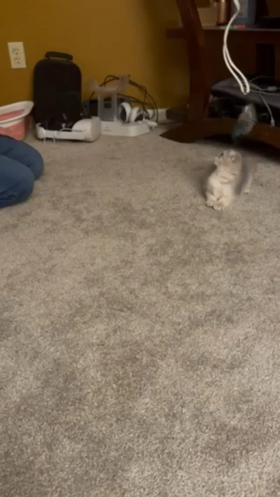 Kitty Palace Cattery - British and Scottish Kittens. Customer reviews - Video 23