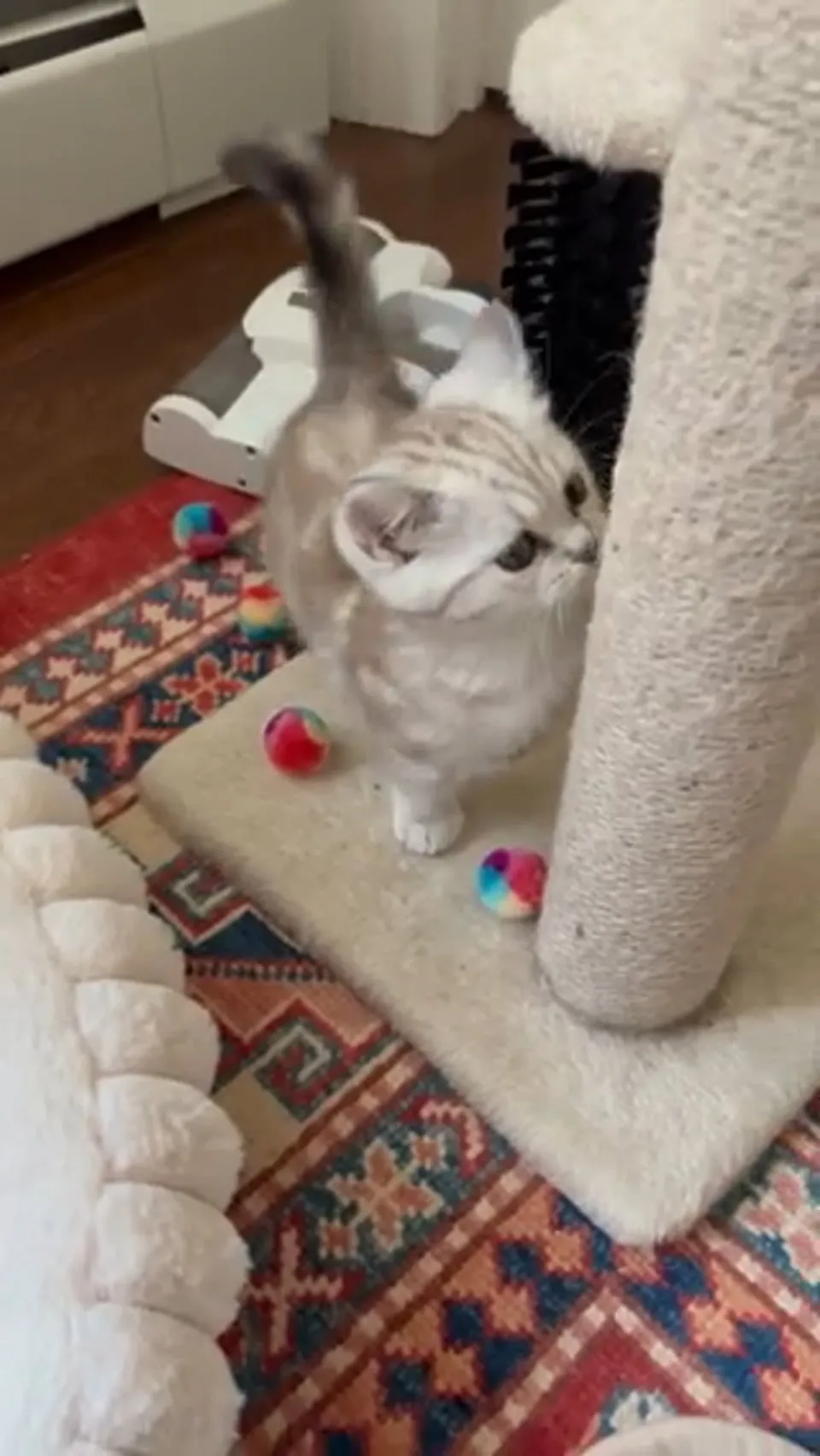 Kitty Palace Cattery - British and Scottish Kittens. Customer reviews - Video 24