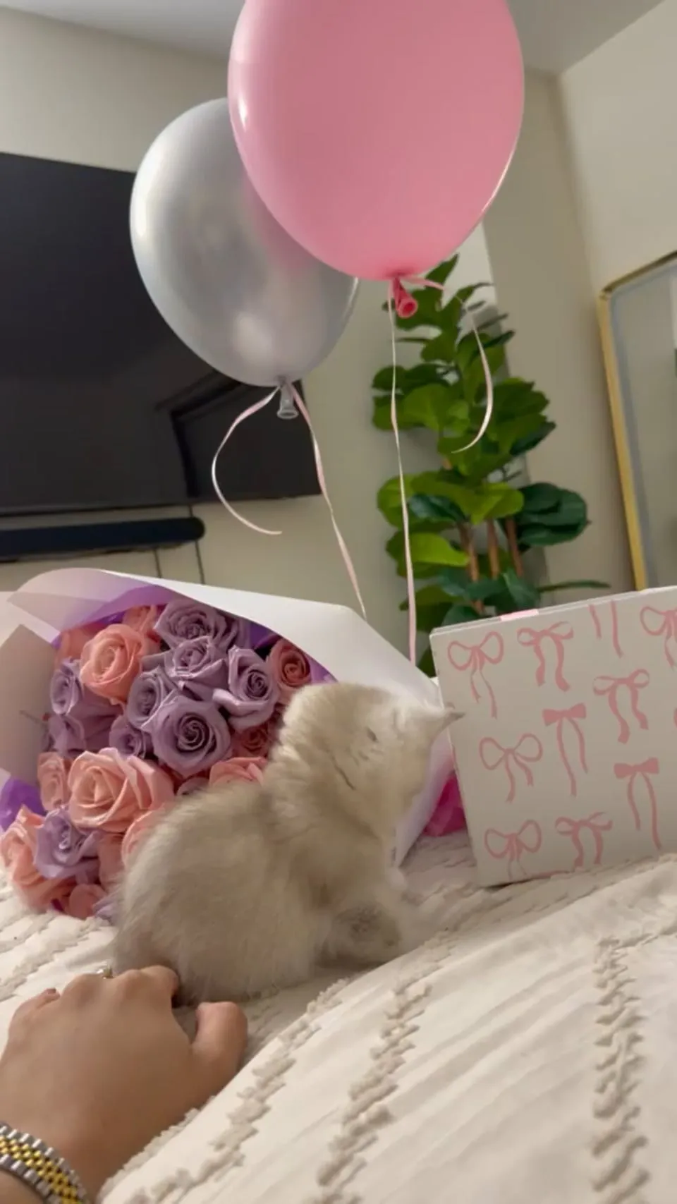 Cream kitten climbing out of a pink gift box next to roses and balloons