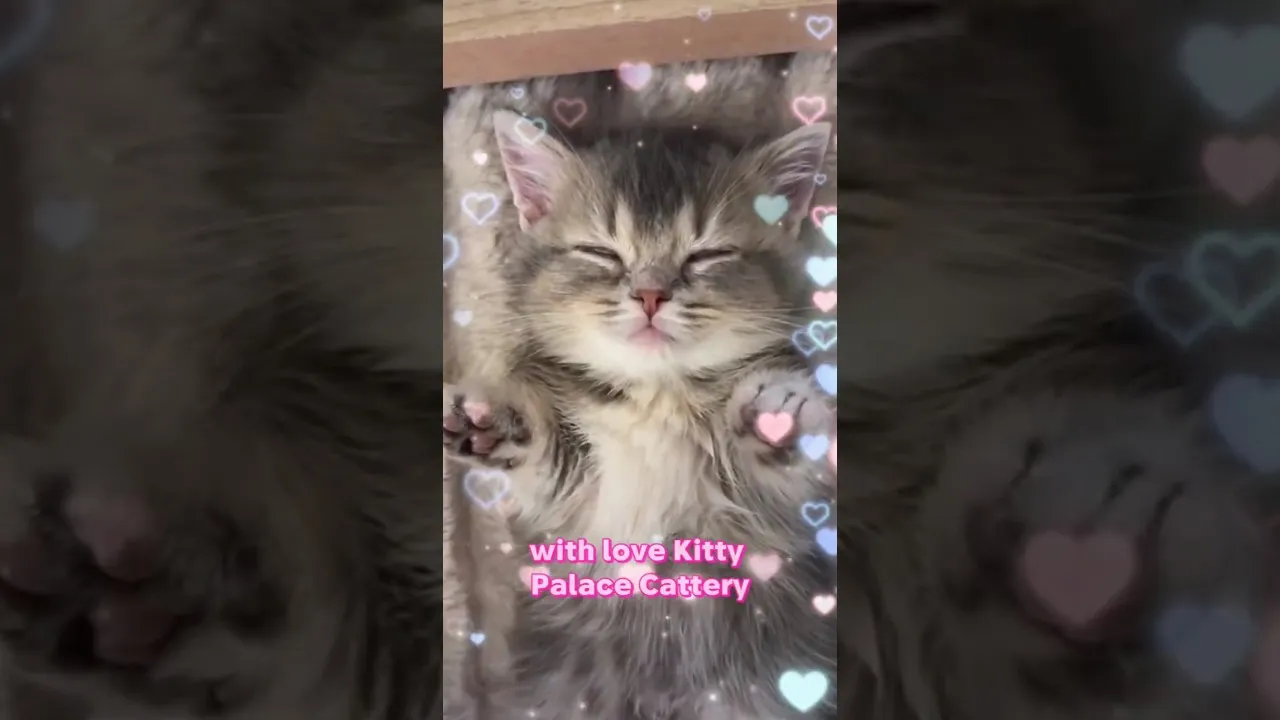 #shorts #viral #kitten #cutecat #cat #kitty #merrychristmas #catlovers #newyear2026