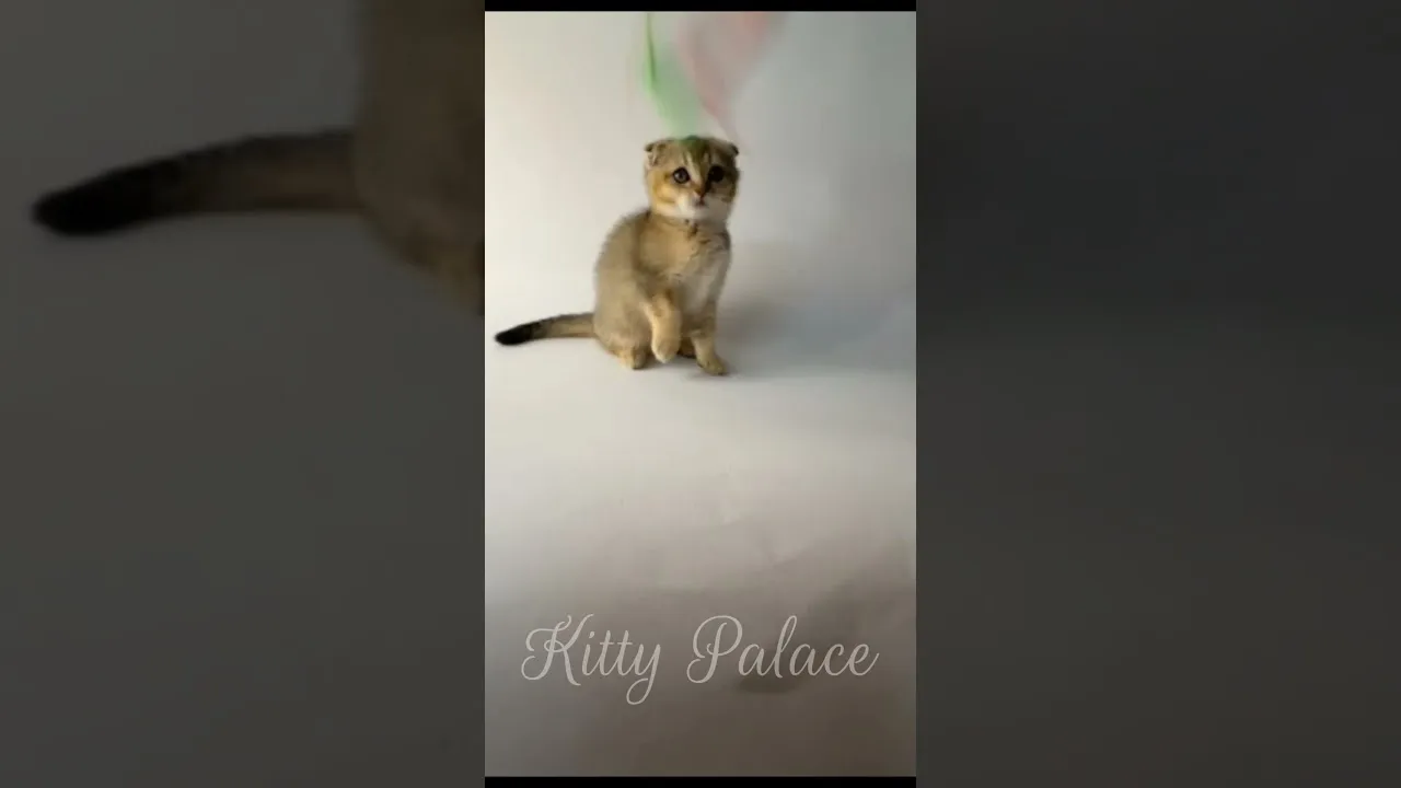 Daisy. Scottish Fold. #shorts #viral #kitten #cutecat #cat #kitty