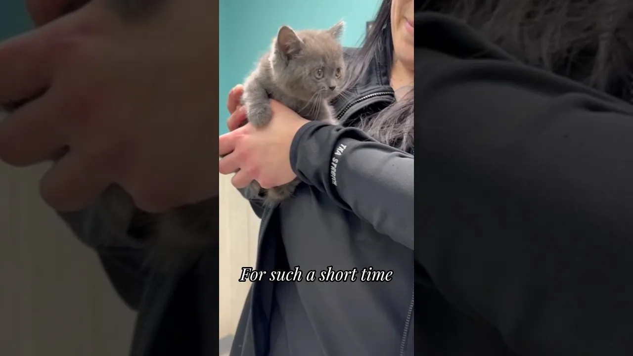 Welcome to Kitty Palace Cattery. #shorts #viral #kitten #cutecat #cat #kitty #catlovers #fyp #love