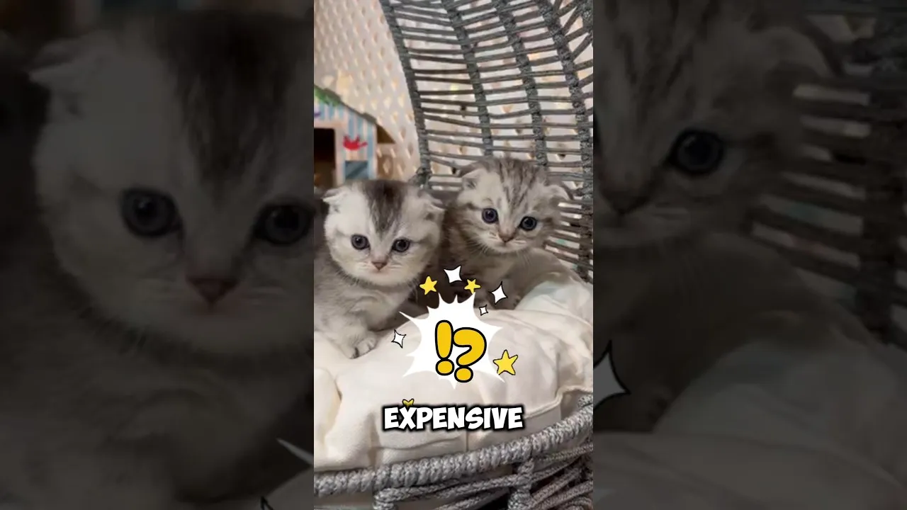 #shorts #viral #kitten #cutecat #cat #kitty #munchkin #premium #breeding #catbreed #pets #cattery