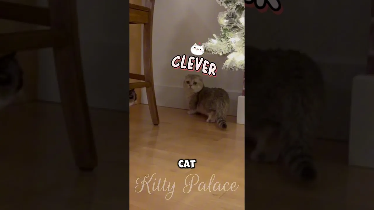#shorts #viral #kitten #cutecat #cat #kitty #munchkin #boston #merrychristmas #catlovers