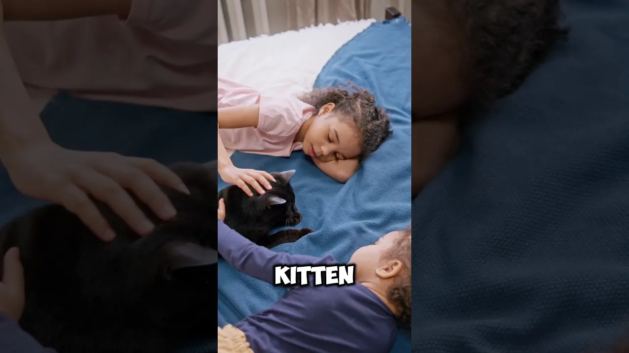 Kitty Palace Cattery — where little hearts learn to love #shorts #viral #kitten #kids #cat #kitty