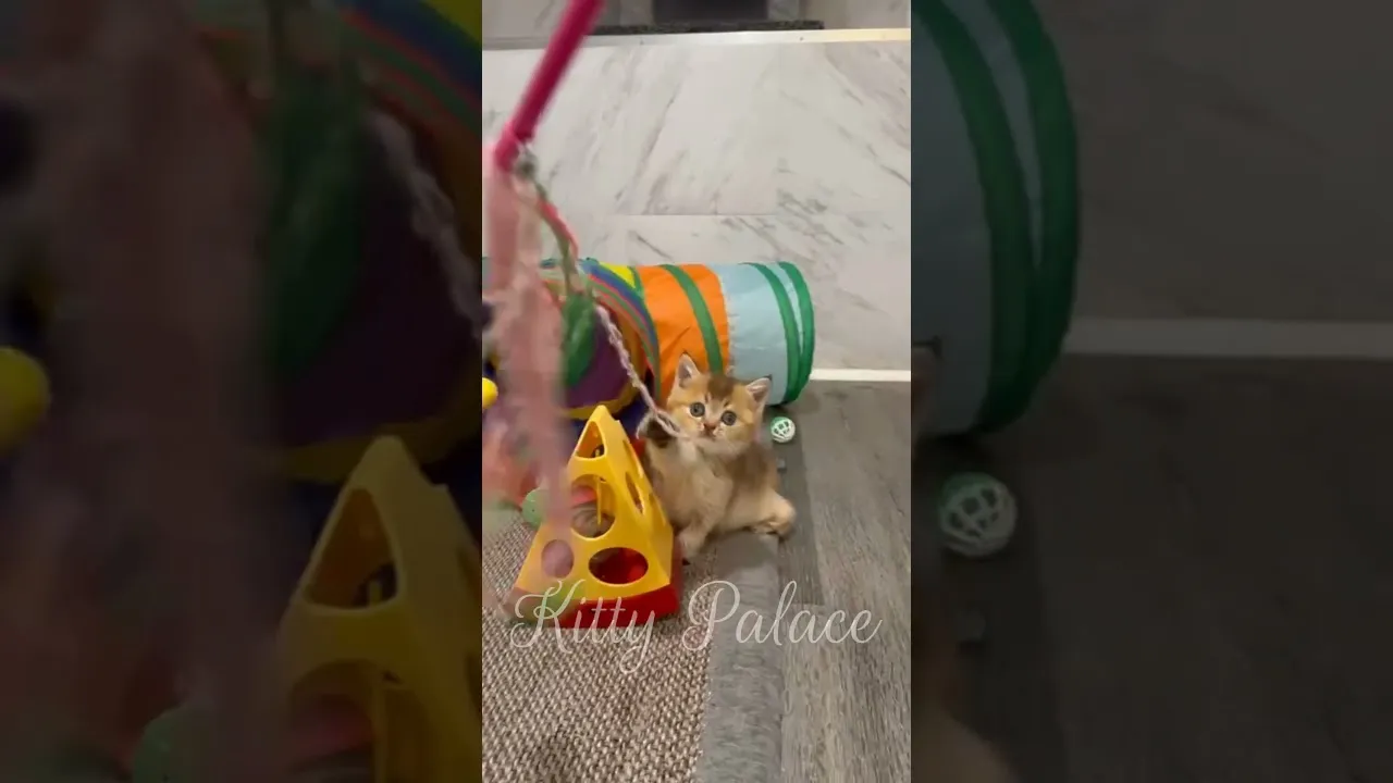 Available Scottish Fold & Straight Kittens 😻😻😻 #shorts #viral #kitten #cutecat #cat #kitty #catlover